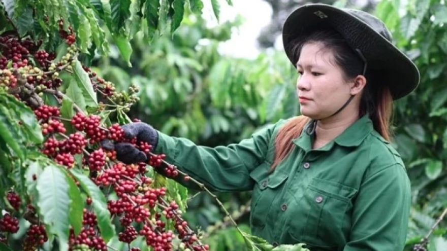 Vietnam’s coffee market share in traditional markets increases